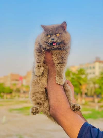 Persian punch face triple coat cats and kittens