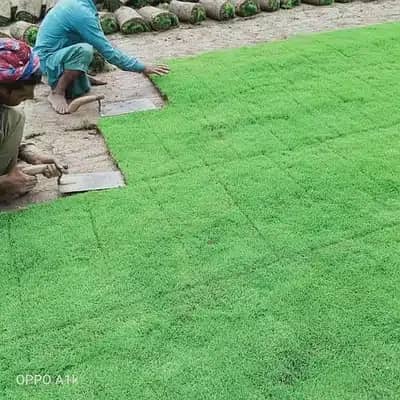 Natural Korean Grass and Fine Grass 2