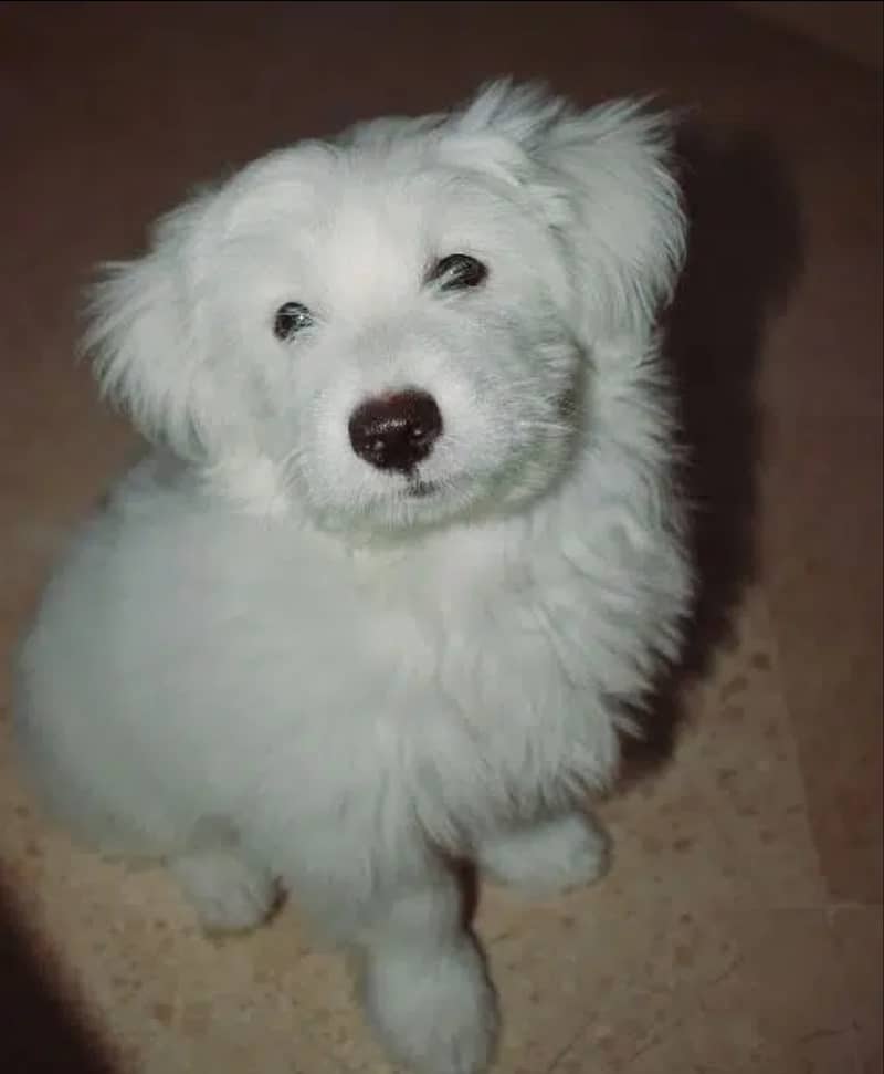 Maltese/ terrier dog/ irish glen 2