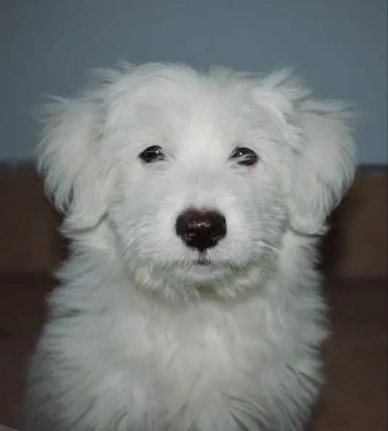 Maltese/ terrier dog/ irish glen 4