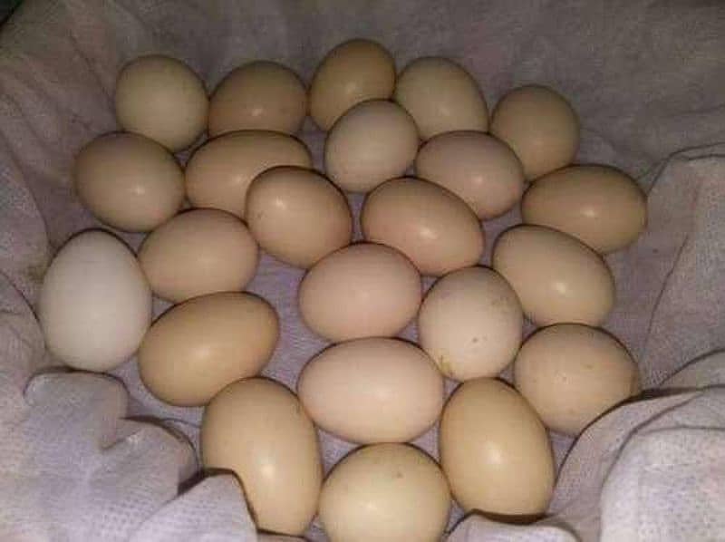 Aseel Eggs and Chicks 8