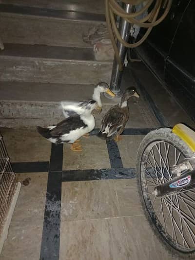 three duck 3000 final