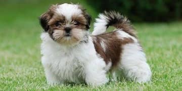 Shihtzu puppies available play full and healthy puppies vaccine done