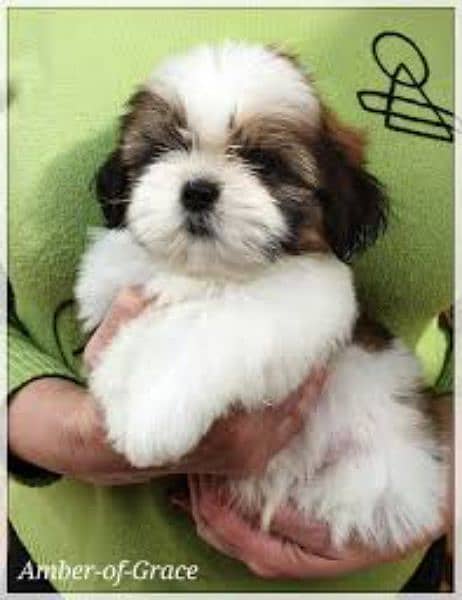 Shihtzu puppies available play full and healthy puppies vaccine done 1