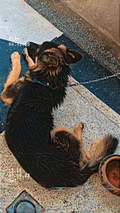 German shepherd Dog urgent for sale