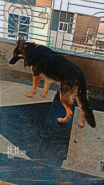 German shepherd Dog urgent for sale 1