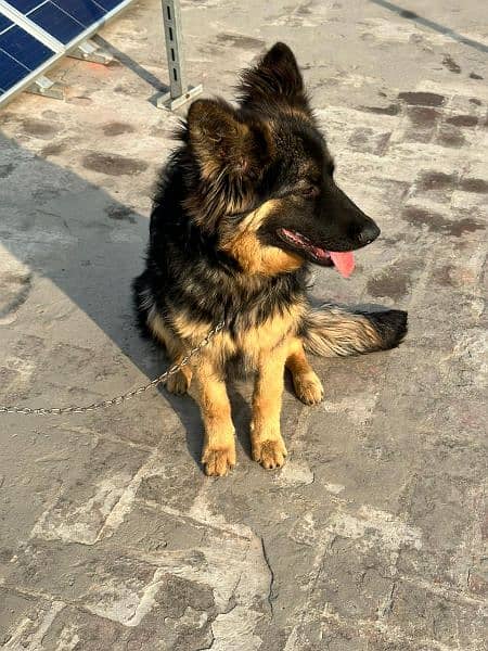 German shepherd Dog urgent for sale 3