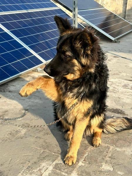 German shepherd Dog urgent for sale 4