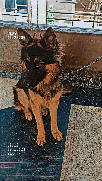 German shepherd Dog urgent for sale 6