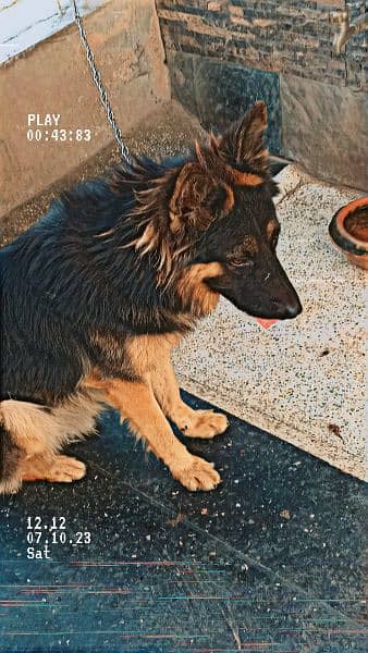 German shepherd Dog urgent for sale 7