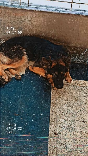 German shepherd Dog urgent for sale 8