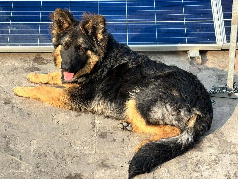 German shepherd Dog urgent for sale 10