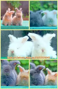CASH on DELIVERY English Angora Rabbits 0