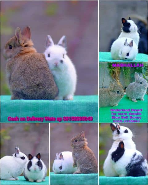 CASH on DELIVERY English Angora Rabbits 1