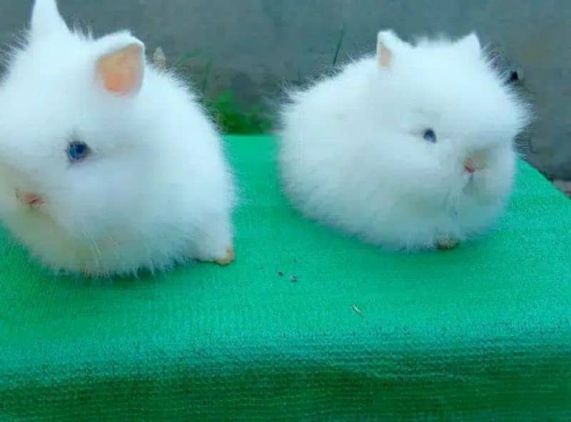 CASH on DELIVERY English Angora Rabbits 2