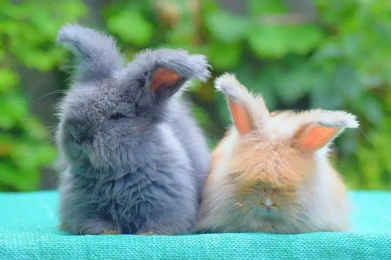 CASH on DELIVERY English Angora Rabbits 4