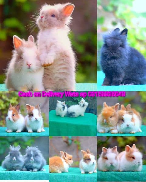 CASH on DELIVERY English Angora Rabbits 5