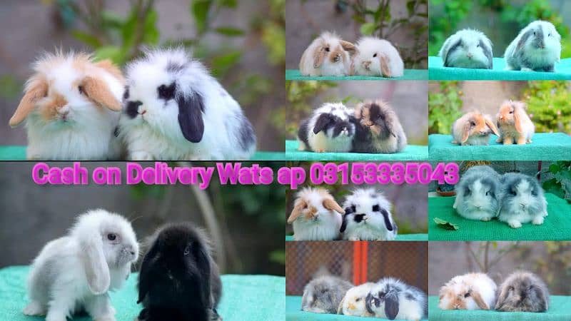 CASH on DELIVERY English Angora Rabbits 6