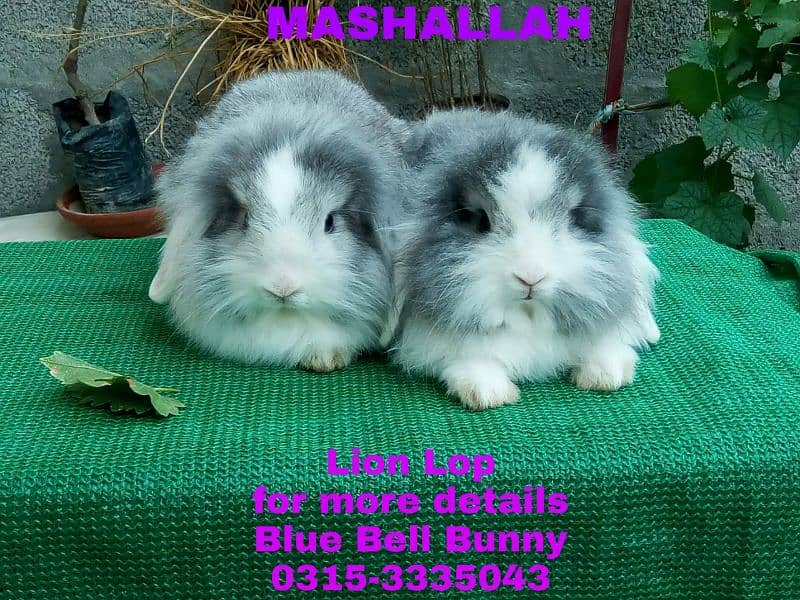 CASH on DELIVERY English Angora Rabbits 10