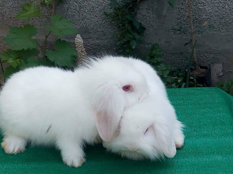 CASH on DELIVERY English Angora Rabbits 14