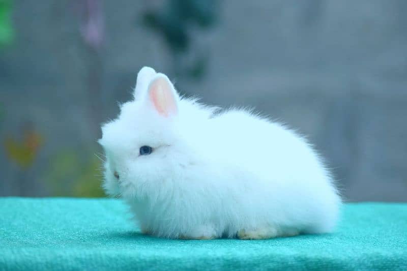 CASH on DELIVERY Teddy Bear Dwarf Rabbits 2