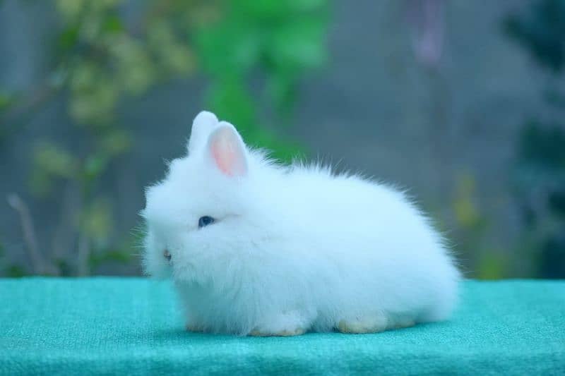 CASH on DELIVERY Teddy Bear Dwarf Rabbits 4