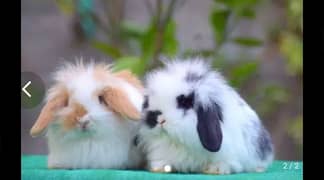CASH on DELIVERY Lop Rabbits 0