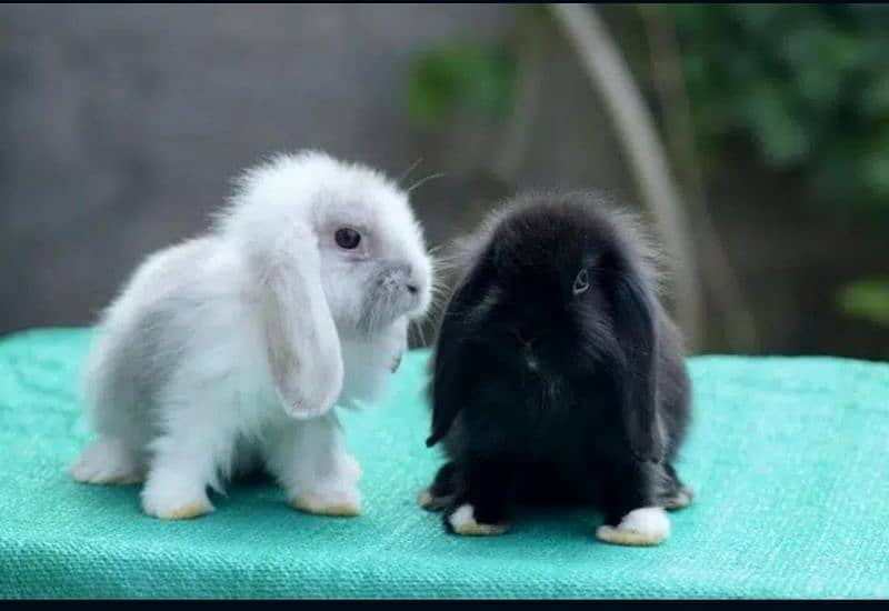 CASH on DELIVERY Lop Rabbits 4