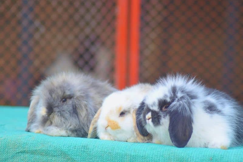 CASH on DELIVERY Lop Rabbits 6