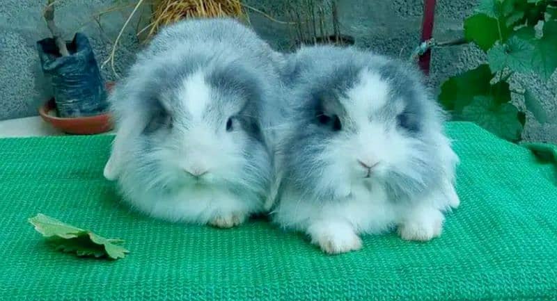 CASH on DELIVERY Lop Rabbits 7