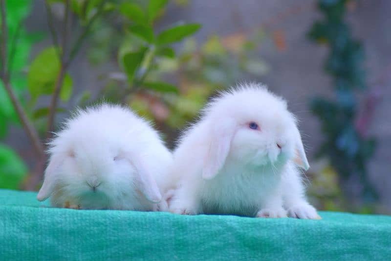Rabbits CASH on DELIVERY Lop Blue Eyes 1