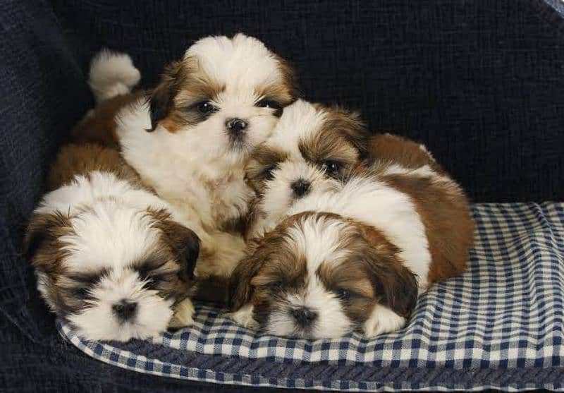 shih-tzu puppy available 0