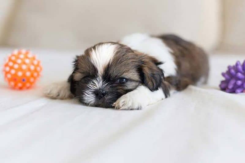 shih-tzu puppy available 1