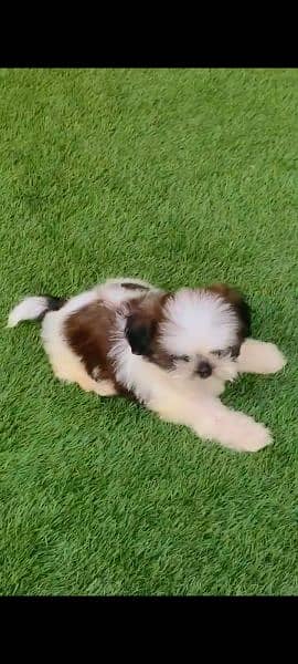 shih-tzu puppy available 2