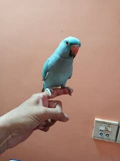 blue Ring neck male patha for sale