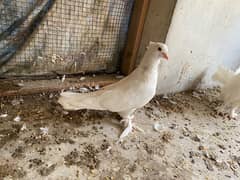 pigeon for sell 600only 0