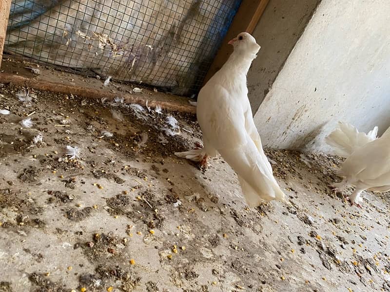 pigeon for sell 600only 1