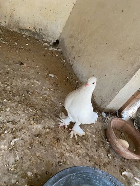 pigeon for sell 600only 4