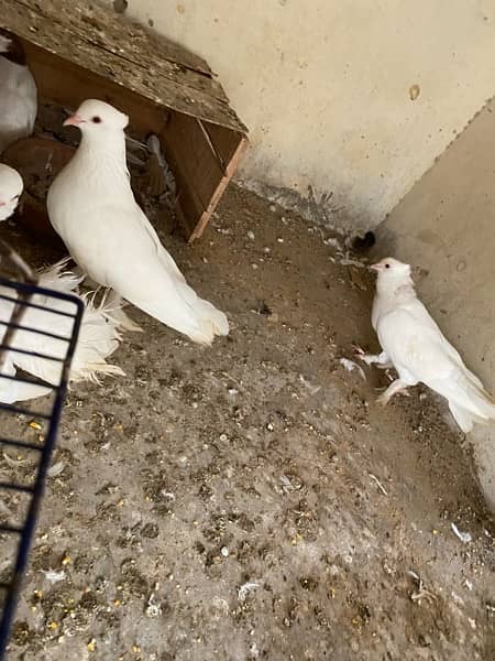 pigeon for sell 600only 5
