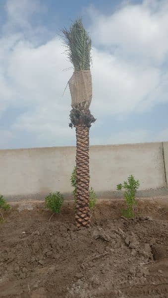 date palm tree khajoor