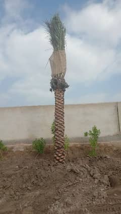 date palm khajoor plants