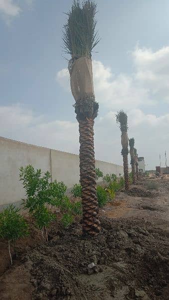 date palm khajoor plants 1