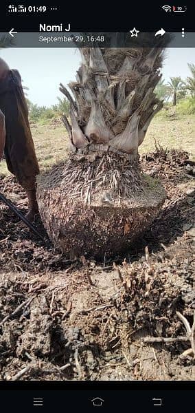 date palm khajoor plants 2