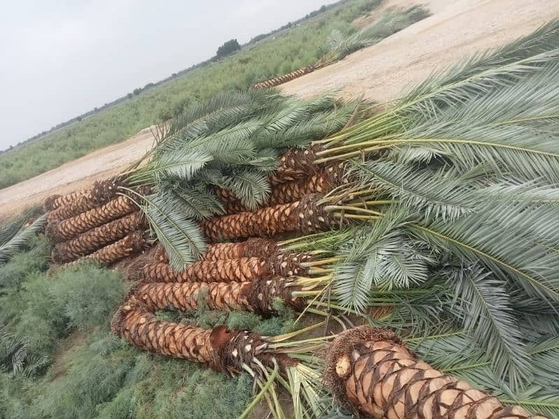 date palm khajoor plants 3