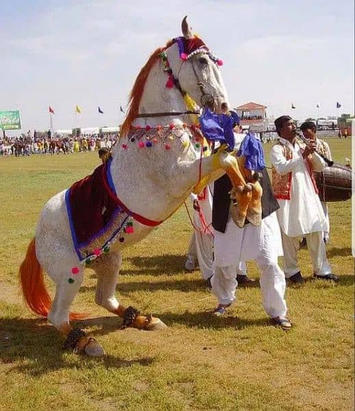 Jhumar party ,Dhool party, Sufi Dance, Bagi, Horse dance. bhagra 2