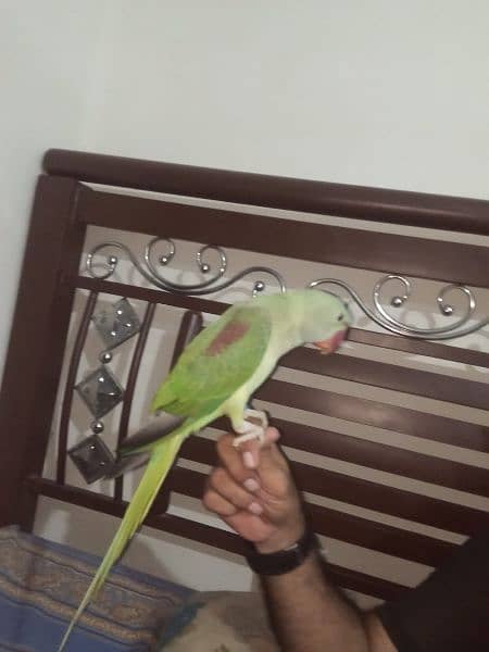 Full Hand tem Karachi Local Bread raw. cashmere 6