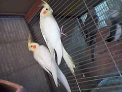 Cream Coktail Red Eye Pair For Sale