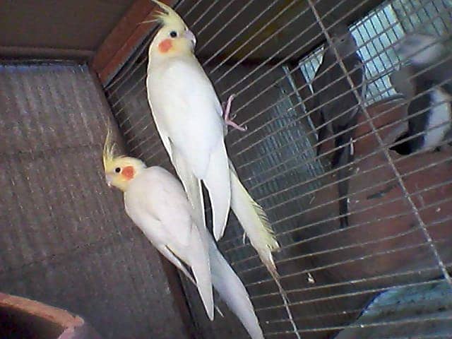 Cream Coktail Red Eye Pair For Sale 0