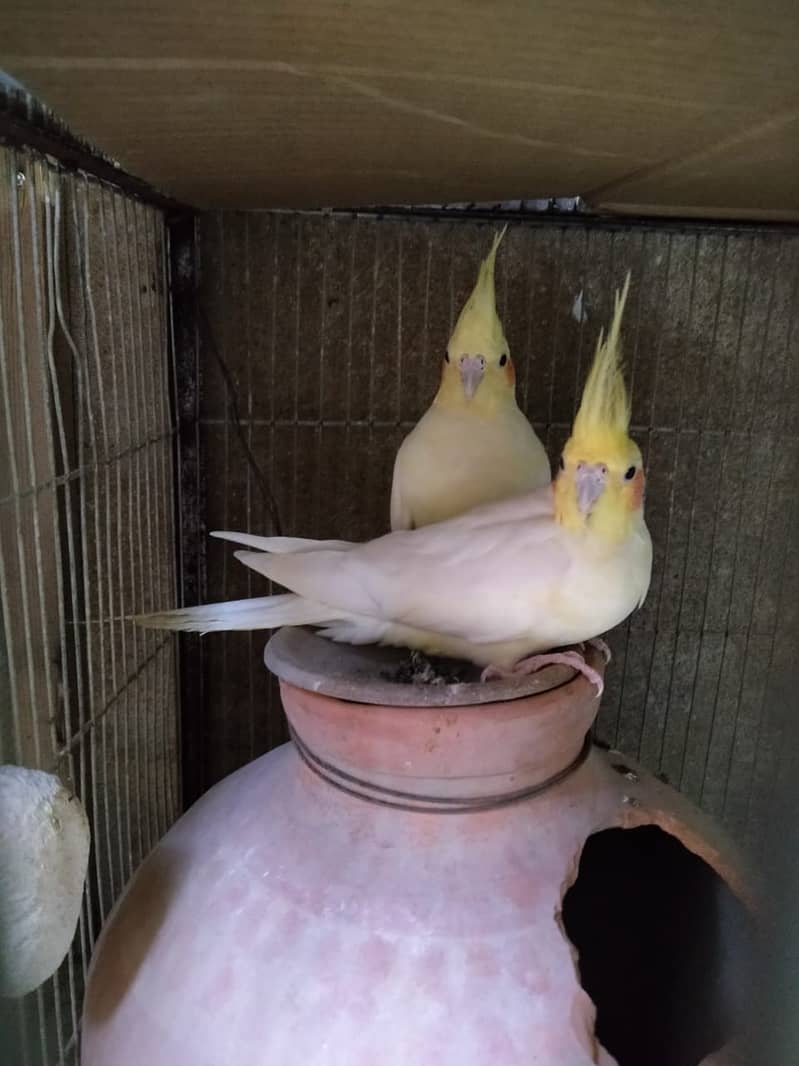 Cream Coktail Red Eye Pair For Sale 1