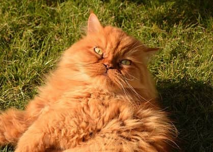 Persian cat ha male for sale. 03054829495